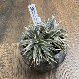 (i) fBbLA `fBbVtF[ (No.62513) (ϗtA  Ǌ| CeA ~j ^ ݂艺  uA Dyckia 'Childish Fellow')