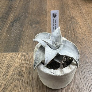 (i) fBbLA }jG|XgC X[p[Ch[t (No.62512) (ϗtA  Ǌ| CeA ~j ^ ݂艺  uA Dyckia marnier-lapostollei super wide leaf)