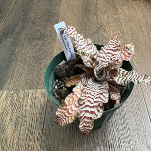 (i) Nv^TX 'ubNtFU[Y' (No.62527) (ϗtA  Ǌ| CeA ~j ^ ^ ݂艺  uA Cryptanthus 'Black Feathers')