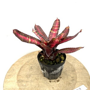 (i) lIQA 'q[[' (No.62374) (ϗtA  Ǌ| CeA ~j ^ ^ ݂艺  ^NuA Neoregelia 'Hero')