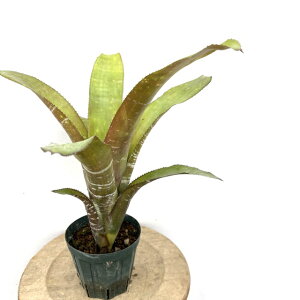 (i) GNA t@bVA[^ bhtH[ (No.62509) (ϗtA  Ǌ| CeA ~j ^ ^ ݂艺  ^NuA Aechmea fasciata red form)