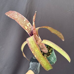 (i) rxMA 'A[eBXg' (No.62207) (ϗtA  Ǌ| CeA ~j ^ ^ ݂艺  ^NuA Billbergia 'The Artist' Pink Champagne hybrid)