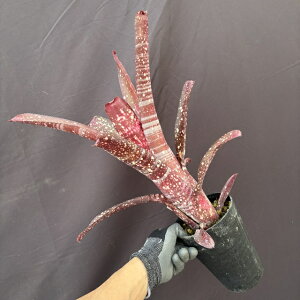 (i) rxMA 'TO' (No.62534) (ϗtA  Ǌ| CeA ~j ^ ^ ݂艺  ^NuA z hybrid Billbergia 'Sangre')