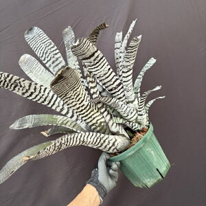 (i) GNA `eBj[ z (No.62248) (ϗtA  Ǌ| CeA ~j ^ ^ ݂艺  ^NuA Aechmea chantinii hybrid)