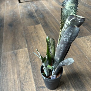 (i) rxMA rb^[^ 'h~SX}[eBX' (No.62546) (ϗtA  Ǌ| CeA ~j ^ ^ ݂艺  ^NuA Billbergia vittata 'Domingos Martins')