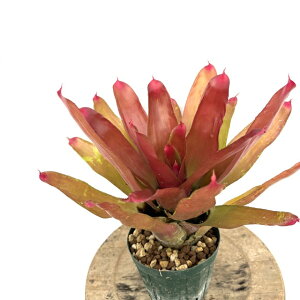 (���i) �l�I���Q���A '�V�F���_���X' ���Ȃ� (No.62675) (�ϗt�A�� ������� �Ǌ|�� �C���e���A �~�j ���^ ��^ �݂艺�� ���� �^���N�u�������A Neoregelia 'Shell Dance' no variegata)