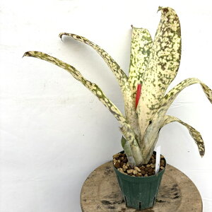 (���i) �r���x���M�A '�t�@���^�W�A' (No.62448) (�ϗt�A�� ������� �Ǌ|�� �C���e���A �~�j ���^ ��^ �݂艺�� ���� �^���N�u�������A ��z�� hybrid Billbergia 'Fantasia' pyramidalis × saundersii)