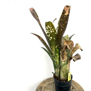 (���i) �r���x���M�A '�J���i�A���W�X�g�X�^�[' (No.62598) (�ϗt�A�� ������� �Ǌ|�� �C���e���A �~�j ���^ ��^ �݂艺�� ���� �^���N�u�������A Billbergia Kawanas Amethyst Star)