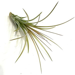 (i) `WA GNZ^ × (AhAi × tLAi) (No.22316) (GA[vc eBWA ϗtA  Ǌ| CeA ~j ^ ^ ݂艺  hybrid z exserta 