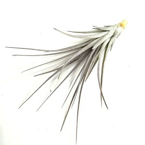 (i) `WA ~OVX (No.21973) (GA[vc eBWA ϗtA  Ǌ| CeA ~j ^ ݂艺  milagrensis)