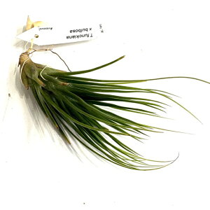 (i) `WA (tLAi × u{[T) (No.22307) (GA[vc eBWA ϗtA  Ǌ| CeA ~j ^ ݂艺  hybrid z funckiana × bulbosa)