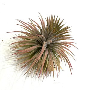 (i) `WA CIi^ 'vCAfX' (No.22309) (GA[vc eBWA ϗtA  Ǌ| CeA ~j ^ ݂艺  ionantha pleiades)