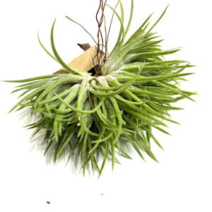 (i) `WA CIi^ 'NXebhtH[' (No.22254) (GA[vc eBWA ϗtA  Ǌ| CeA ~j ^ ݂艺  ionantha 'crested form')