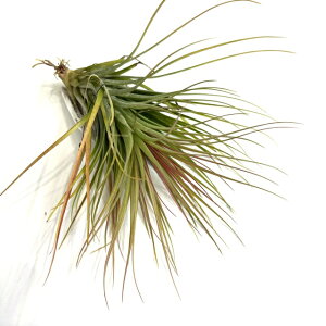 (i) `WA (tLAi × uLJEX) (No.22313) (GA[vc eBWA ϗtA  Ǌ| CeA ~j ^ ݂艺  hybrid z funckiana × brachycaulos)