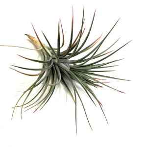 (i) `WA 'jhDX' (No.21400) (GA[vc eBWA ϗtA  Ǌ| CeA ~j ^ ݂艺  Rz t@VN[^ × CIi^ hybrid fasciculata 