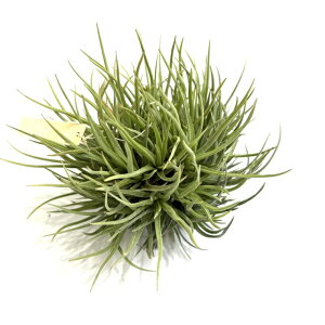 (i) `WA AQeBi (No.22233) (GA[vc eBWA ϗtA  Ǌ| CeA ~j ^ ݂艺  A[`i argentina)