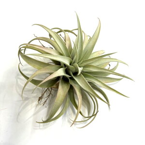 (i) `WA Js^[^ 'Vo[[Y' (No.22305) (GA[vc eBWA ϗtA  Ǌ| CeA ~j ^ ^ ݂艺  capitata 'Silver Rose')