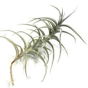 (i) `WA EFf}j[ (No.21664) (GA[vc eBWA ϗtA  Ǌ| CeA ~j ^ ^ ݂艺  werdermannii)