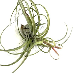 (i) `WA GNZ^ × XgvgtB (No.22327) (GA[vc eBWA ϗtA  Ǌ| CeA ~j ^ ^ ݂艺  hybrid z exserta × streptophylla