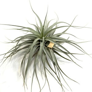 (i) `WA ZCR (No.21449) (GA[vc eBWA ϗtA  Ǌ| CeA ~j ^ ݂艺  cereicola)