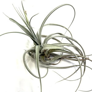 (i) `WA cBAi O[ttH[ (No.22317) (GA[vc eBWA ϗtA  Ǌ| CeA ~j ^ ݂艺  lorentziana long leaf form)