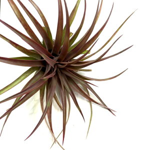 (i) `WA Js^[^ 'bh' (No.22272) (GA[vc eBWA ϗtA  Ǌ| CeA ~j ^ ݂艺  capitata 'Red')