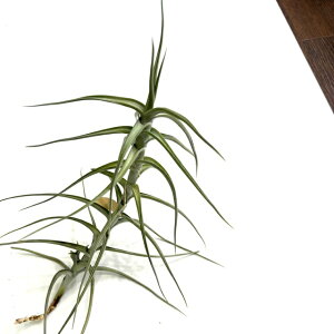 (i) `WA Ai (No.22005) (GA[vc eBWA ϗtA  Ǌ| CeA ~j ^ ^ ݂艺  mereliana)