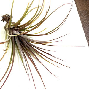 (i) `WA z (XgvgtB × moL[) (No.21491) (GA[vc eBWA ϗtA  Ǌ| CeA ~j ^ ^ ݂艺  hybrid streptophylla × novakii)