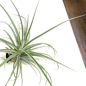 (i) `WA 'o[gtBK[Y' (No.21723) (GA[vc eBWA ϗtA  Ǌ| CeA ~j ^ ݂艺  fBfBXeBJ × hDeB hybrid didistic