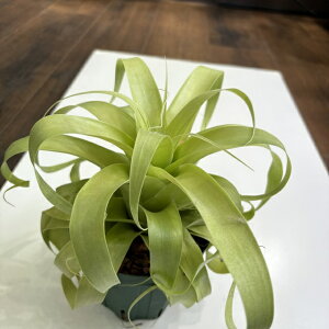 (i) `WA 'T}T' (No.22154) (GA[vc eBWA ϗtA  Ǌ| CeA ~j ^ ^ ݂艺  Jo`F × [Ai Samantha kalbacheri × mooreana)