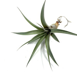 (i) `WA 'uYNE' (No.21479) (GA[vc eBWA ϗtA  Ǌ| CeA ~j ^ ݂艺  'Bronze Crown' Js^[^ × RR[? t@V