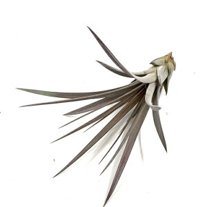 (i) `WA 'fB~bgY ^g' (No.22049) (GA[vc eBWA ϗtA  Ǌ| CeA ~j ^ ^ ݂艺  V[ × RR[ RJ[ hyb