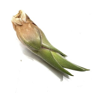 (i) `WA z(G[VAi × ZAi) (No.21957) (GA[vc eBWA ϗtA  Ǌ| CeA ~j ^ ^ ݂艺  hybrid ehlersiana × seleriana)