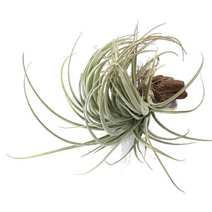 (i) `WA z(hD '[WtH[' × fBIiX) (No.22007) (GA[vc eBWA ϗtA  Ǌ| CeA ~j ^ ^ ݂艺  hybrid dura 