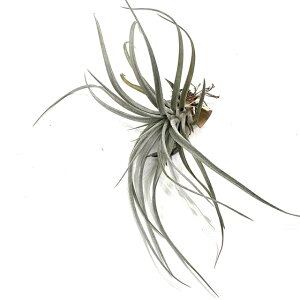 (i) `WA '_K[' (No.22002) (GA[vc eBWA ϗtA  Ǌ| CeA ~j ^ ^ ݂艺  `AyVX × gR[ 'Dagger' hybrid chiapensis × tr