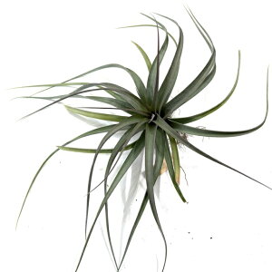 (i) `WA z(RR[ × Js^[^ 'u' bhtH[) (No.22027) (GA[vc eBWA ϗtA  Ǌ| CeA ~j ^ ݂艺  hybrid 