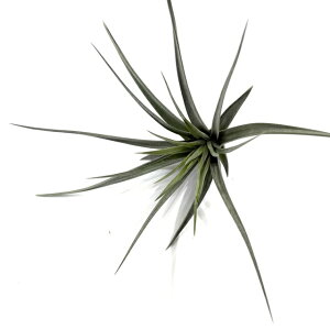 (i) `WA z(AL^G × hDeB) (No.21767) (GA[vc eBWA ϗtA  Ǌ| CeA ~j ^ ^ ݂艺  hybrid arequitae × duratii)