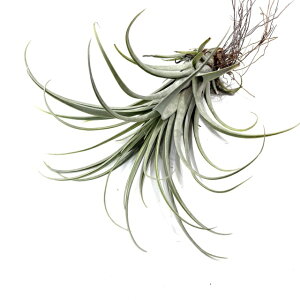 (i) `WA JN} (No.22234) (GA[vc eBWA ϗtA  Ǌ| CeA ~j ^ ^ ݂艺  callichroma)