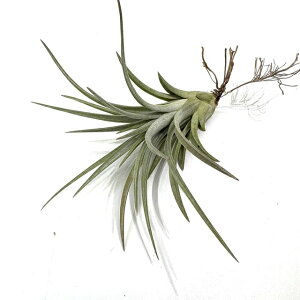 (i) `WA z(CIi^ × GNZ^) (No.21917) (GA[vc eBWA ϗtA  Ǌ| CeA ~j ^ ݂艺  hybrid ionantha × exserta)