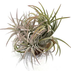 (i) `WA CIi^ }LV} NXebh (No.21959) (GA[vc eBWA ϗtA  Ǌ| CeA ~j ^ ^ ݂艺  ionantha var. maxima crested)