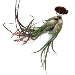 (i) `WA z(ZAi × Jvgf[T 'p[v') (No.21815) (GA[vc eBWA ϗtA  Ǌ| CeA ~j ^ ݂艺  hybrid seleriana × ca