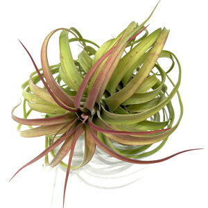 (i) `WA (uLJEX × XgvgtB) (No.22303) (GA[vc eBWA ϗtA  Ǌ| CeA ~j ^ ݂艺  z hybrid brachycaulos × strepto