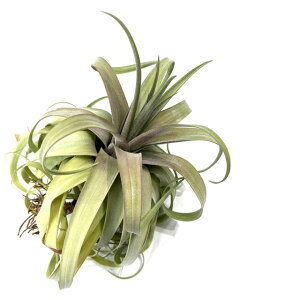 (i) `WA z (Js^[^ 'IW' × XgvgtB) (No,21499) (GA[vc eBWA ϗtA  Ǌ| CeA ~j ^ ^ ݂艺  hybrid capitat