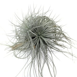 (i) `WA eNg (No.22253) (GA[vc eBWA ϗtA  Ǌ| CeA ~j ^ ^ ݂艺 tectorum)