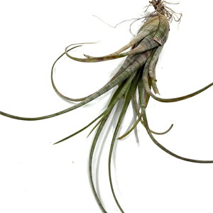 (i) `WA tNXI[T cCXebhtH[ (No.22099) (GA[vc eBWA ϗtA  Ǌ| CeA ~j ^ ^ ݂艺  flexousa twisted form)