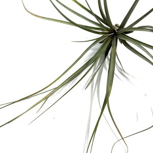 (i) `WA z (TJplVX × xtfBAi) (No.21803) (GA[vc eBWA ϗtA  Ǌ| CeA ~j ^ ^ ݂艺  hybrid zacapanensis x xFl