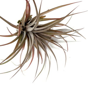 (i) `WA z(Js^[^ '[u' × LZOtBJ) (No.22264) (GA[vc eBWA ϗtA  Ǌ| CeA ~j ^ ^ ݂艺  hybrid capitata 'M