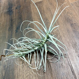 (i) `WA Xg~lA 'WCAg g[' (No.21413) (GA[vc eBWA ϗtA  Ǌ| CeA ~j ^ ^ ݂艺  straminea 'Giant Tall')