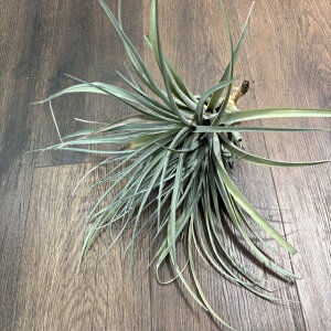 (i) `WA 'xeB' (No.21817) (GA[vc eBWA ϗtA  Ǌ| CeA ~j ^ ݂艺  LZOtBJ × uLJEX 'Betty' xerographica × brachy