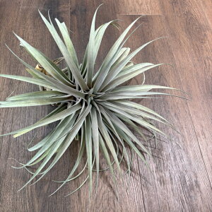 (i) `WA z(Js^[^ '[u' × LZOtBJ) (No.21724) (GA[vc eBWA ϗtA  Ǌ| CeA ~j ^ ^ ݂艺  hybrid capitata 'M